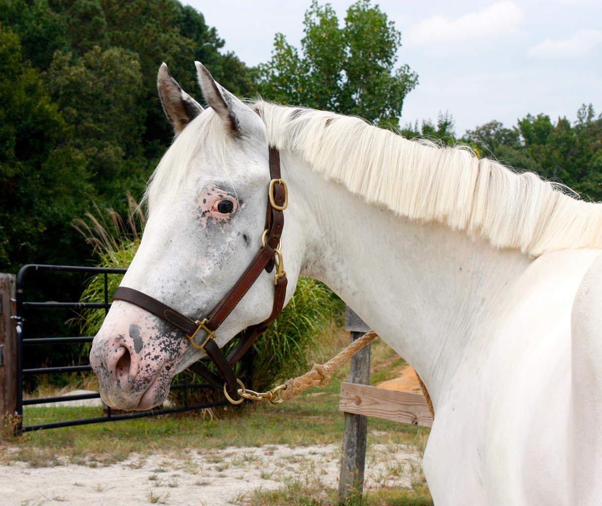 Appaloosa with 2 copies of LP white spotting