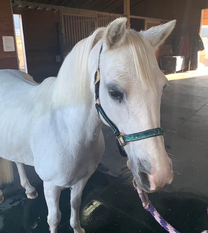 picture of Gwen the pony