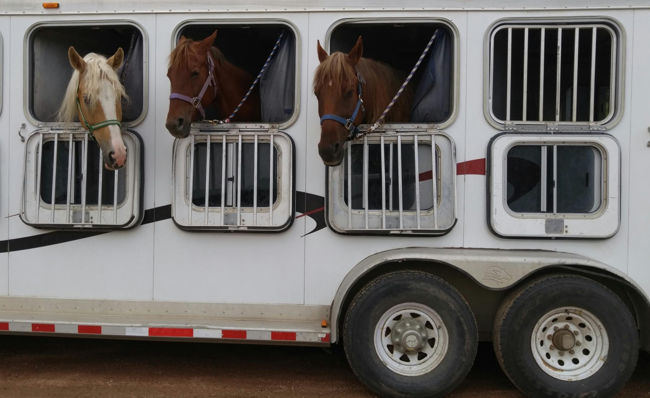 horses in trailer