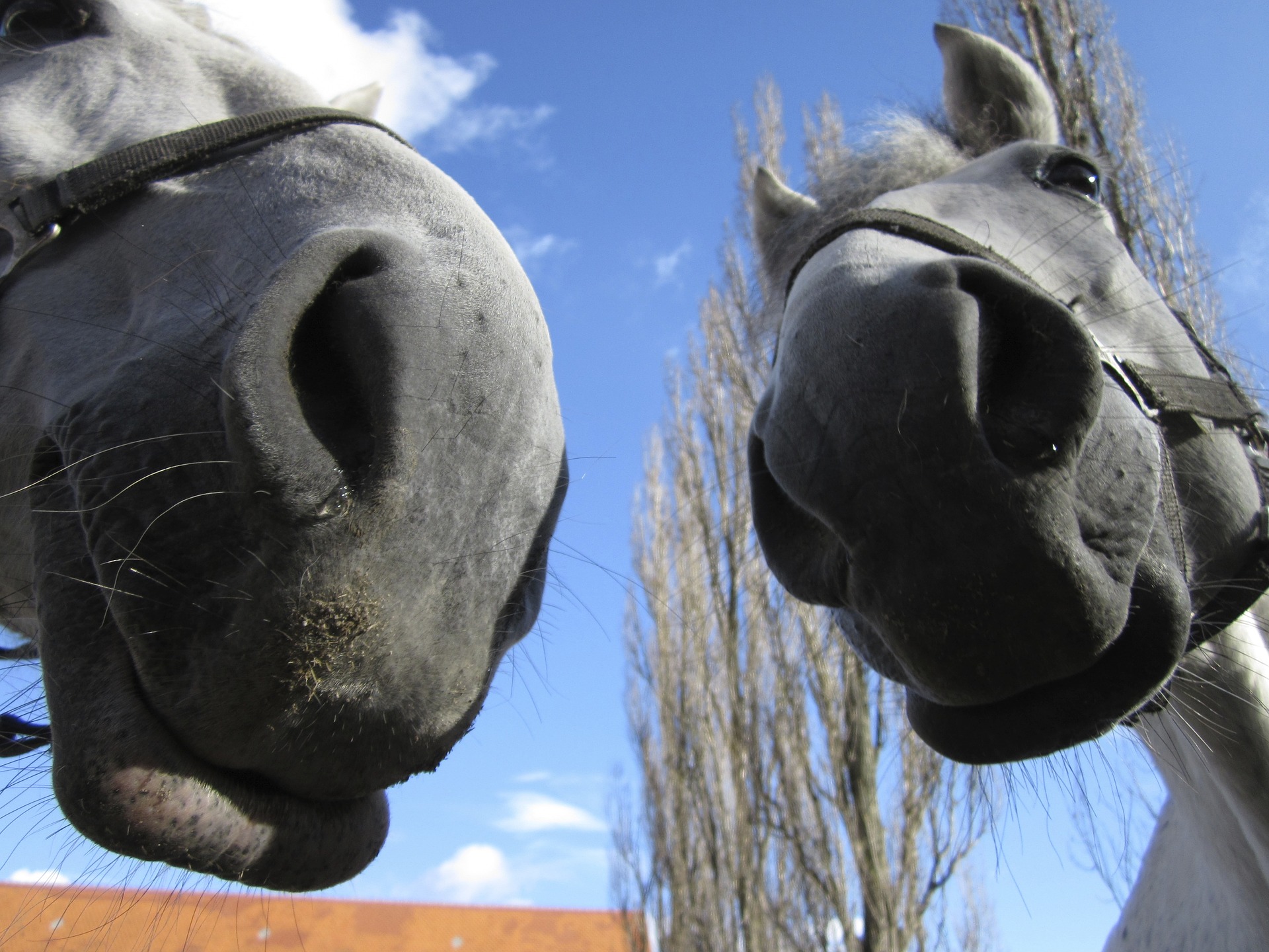 closeup of horse noses