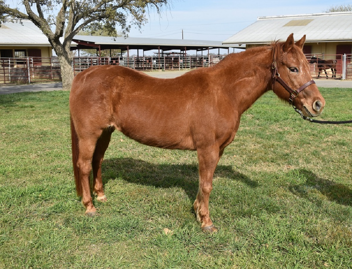 CEH Teaching Herd horse Rosie Pony