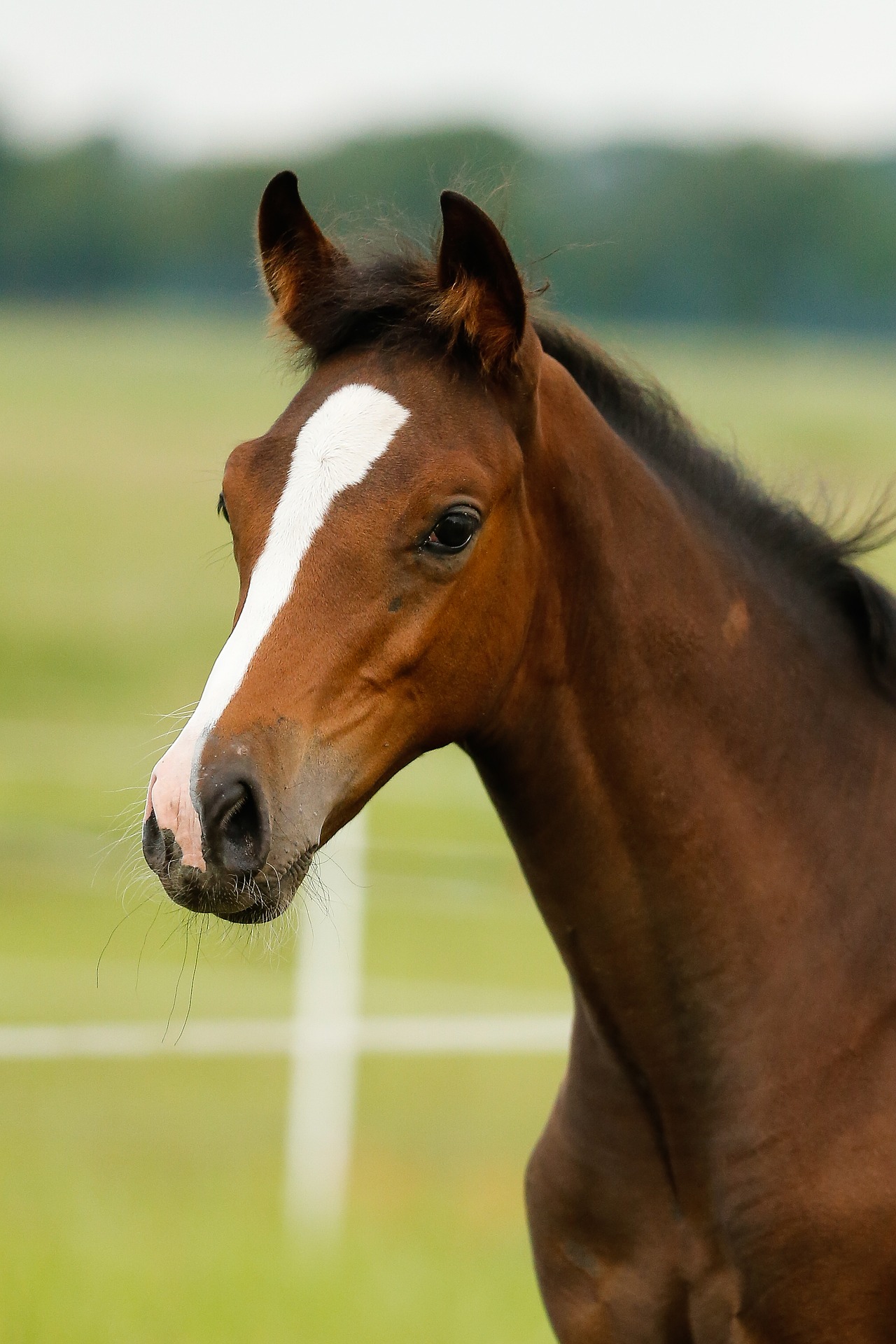 picture of a foal