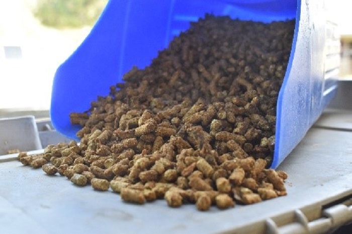 grain scoop