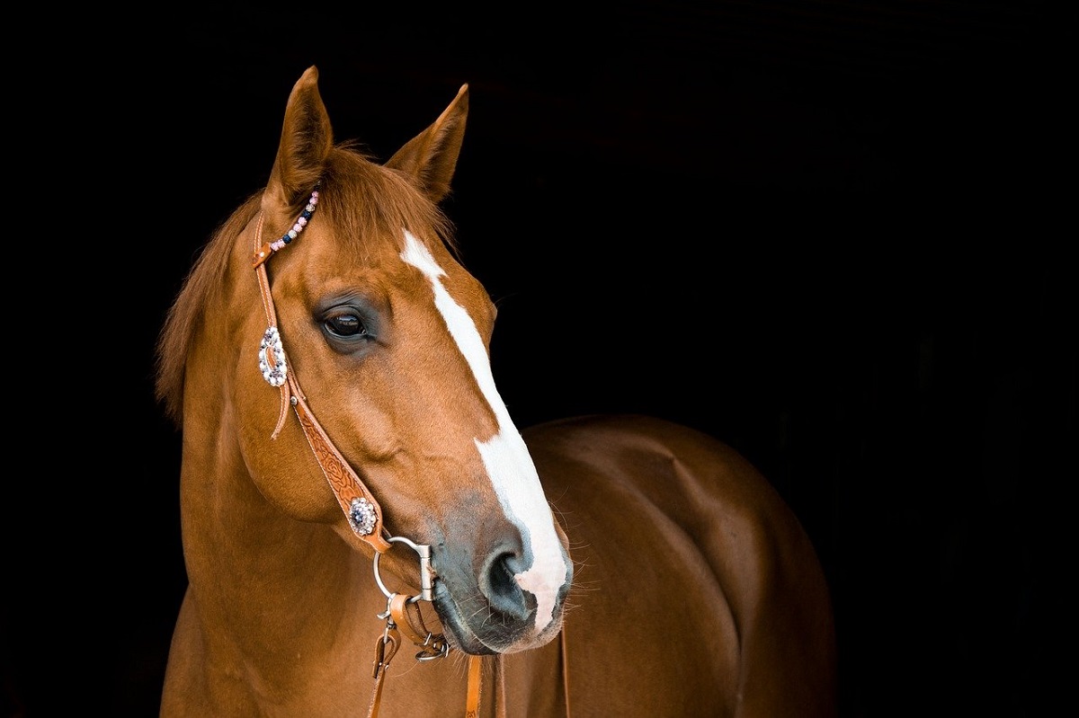 Image of Quarter Horse