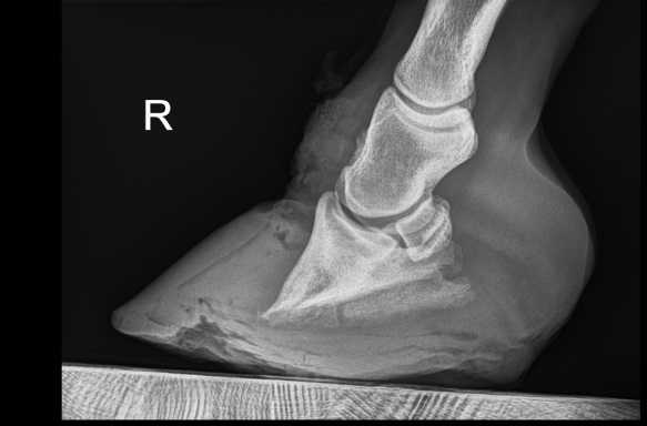 X-ray of hoof of a horse with laminitis