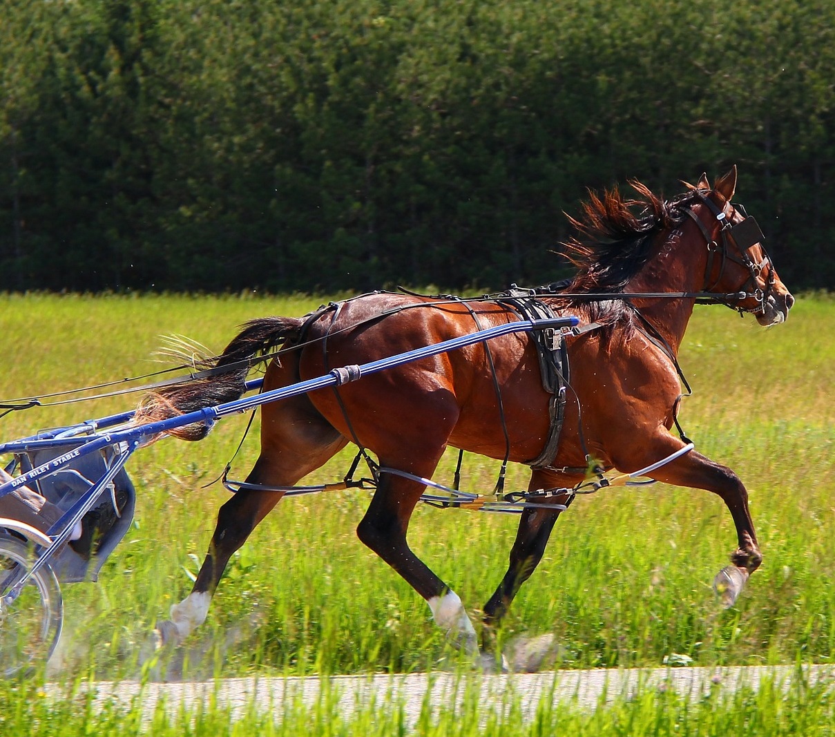 Horse pulling cart