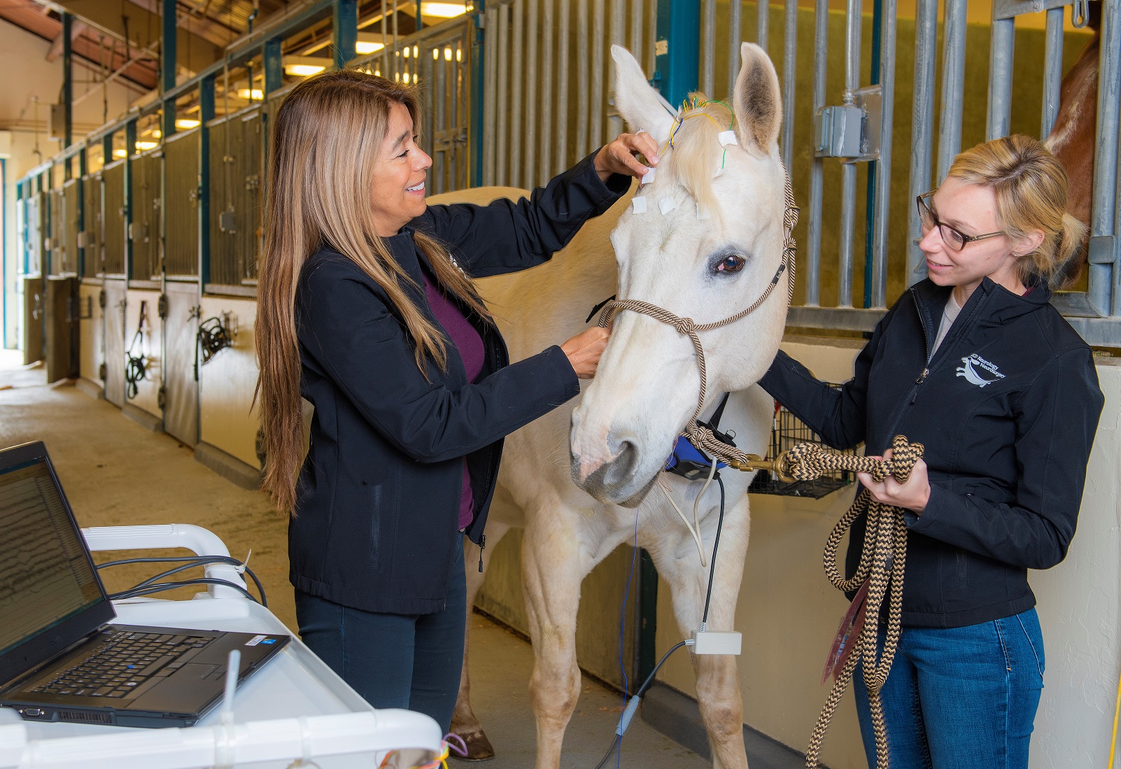 Dr. Aleman performs a ECG on a horse