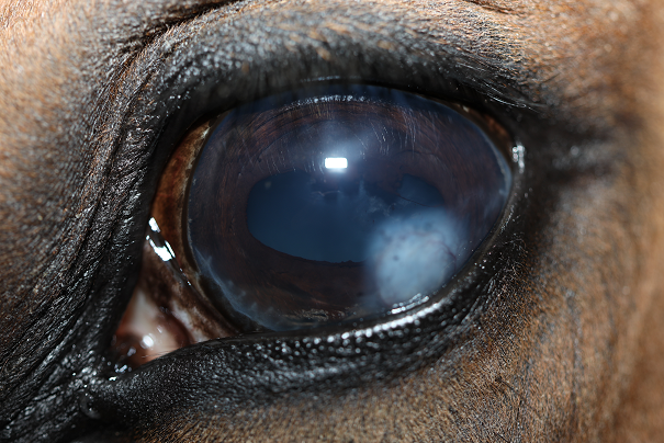 Cassie's eye two months after surgery with the cloudiness mostly resolved.