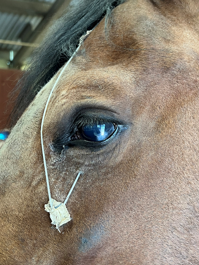 Picture of a subpalpebral lavage (SPL) catheter leading into horse's eye.