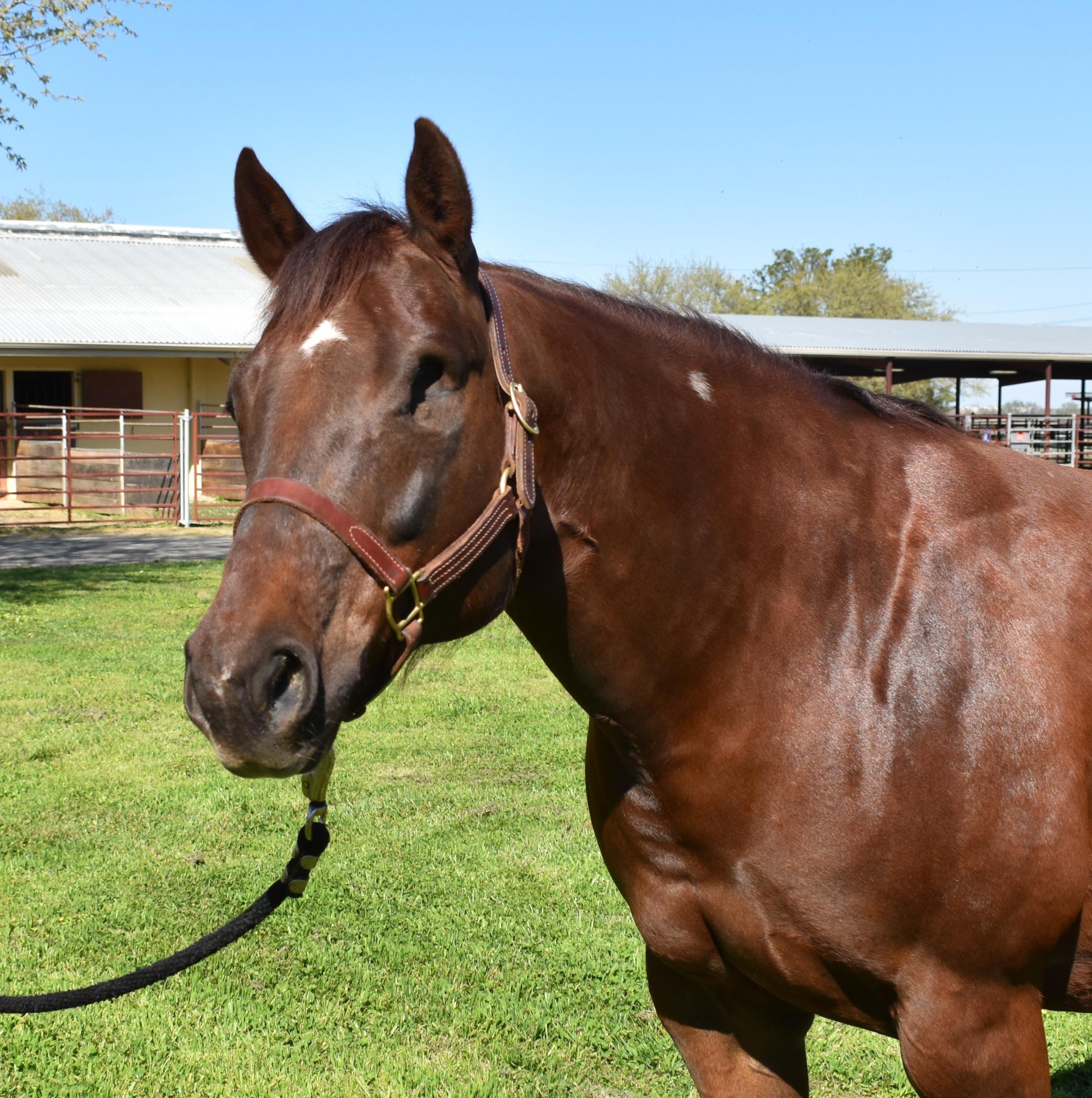 Image of a horse with left eye removed due to complications from a cataract.