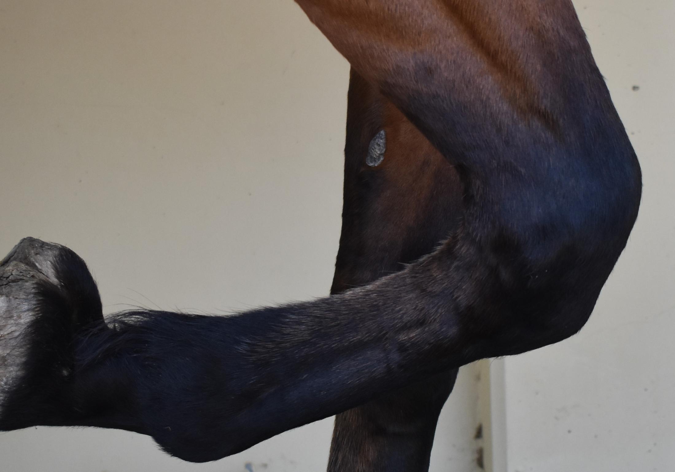 close up of horse's front leg