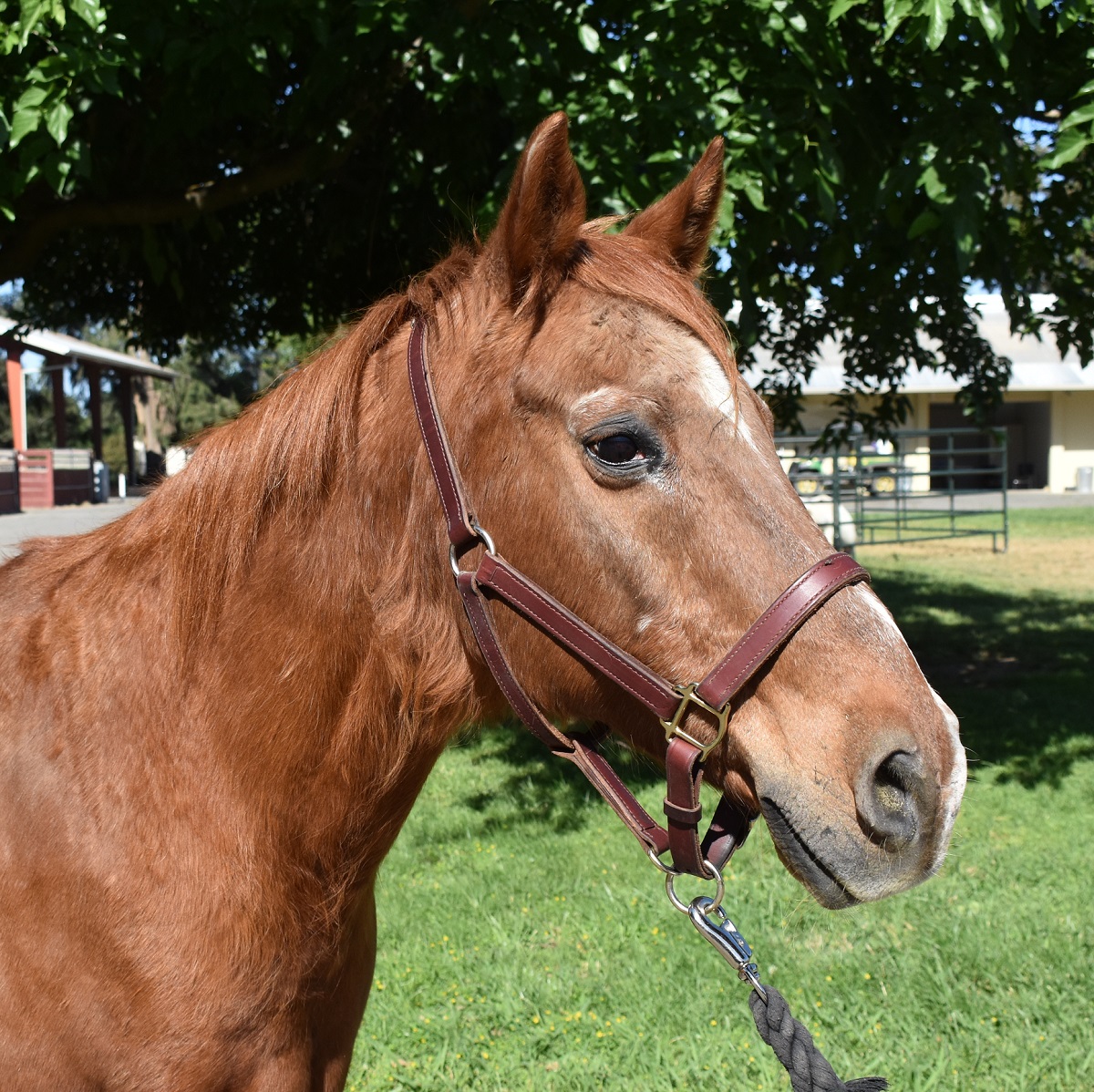 Headshot of older chestnut gelding