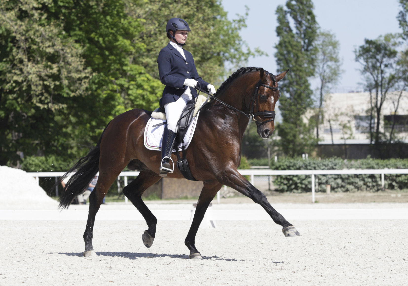 dressage horse demonstrating extended trot