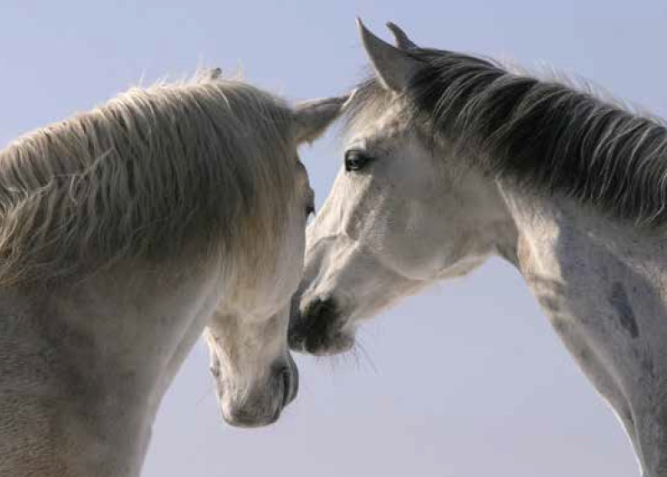 Profile of two gray horses