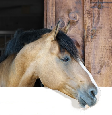 Horse head looking over stall door