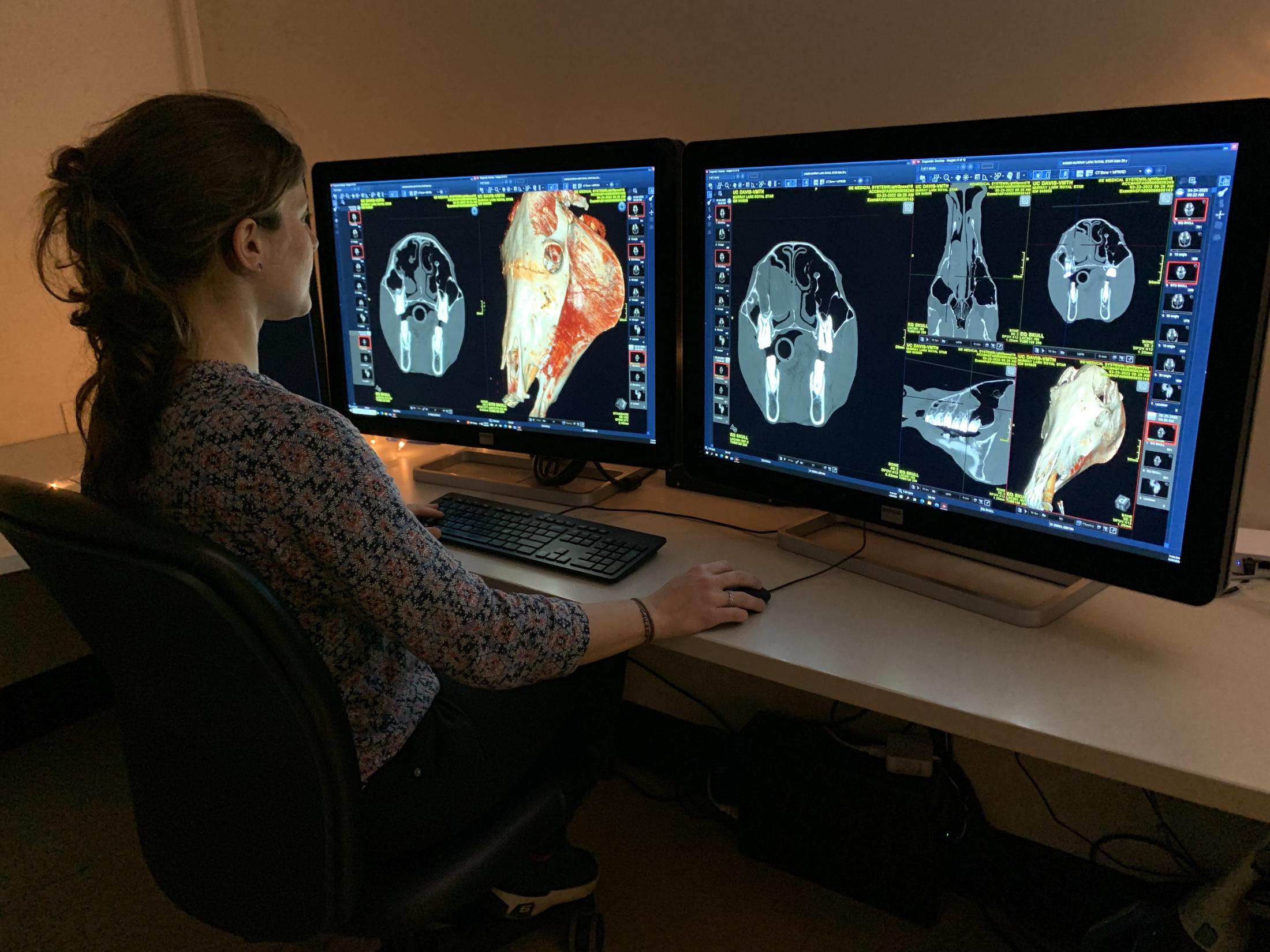 A veterinary resident looks at computer screens with images from an equine head CT scan