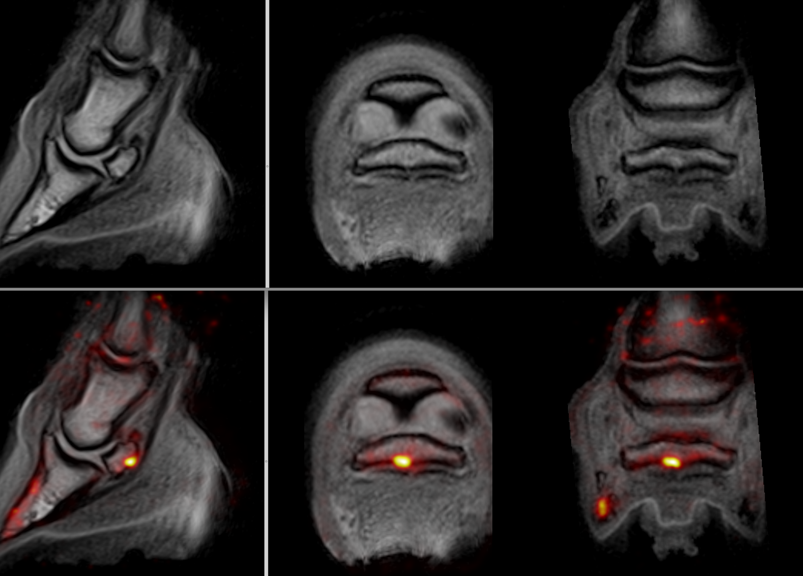 Combined PET/MRI of Jool the Mule's hoof