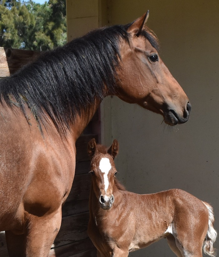 Mare and foal