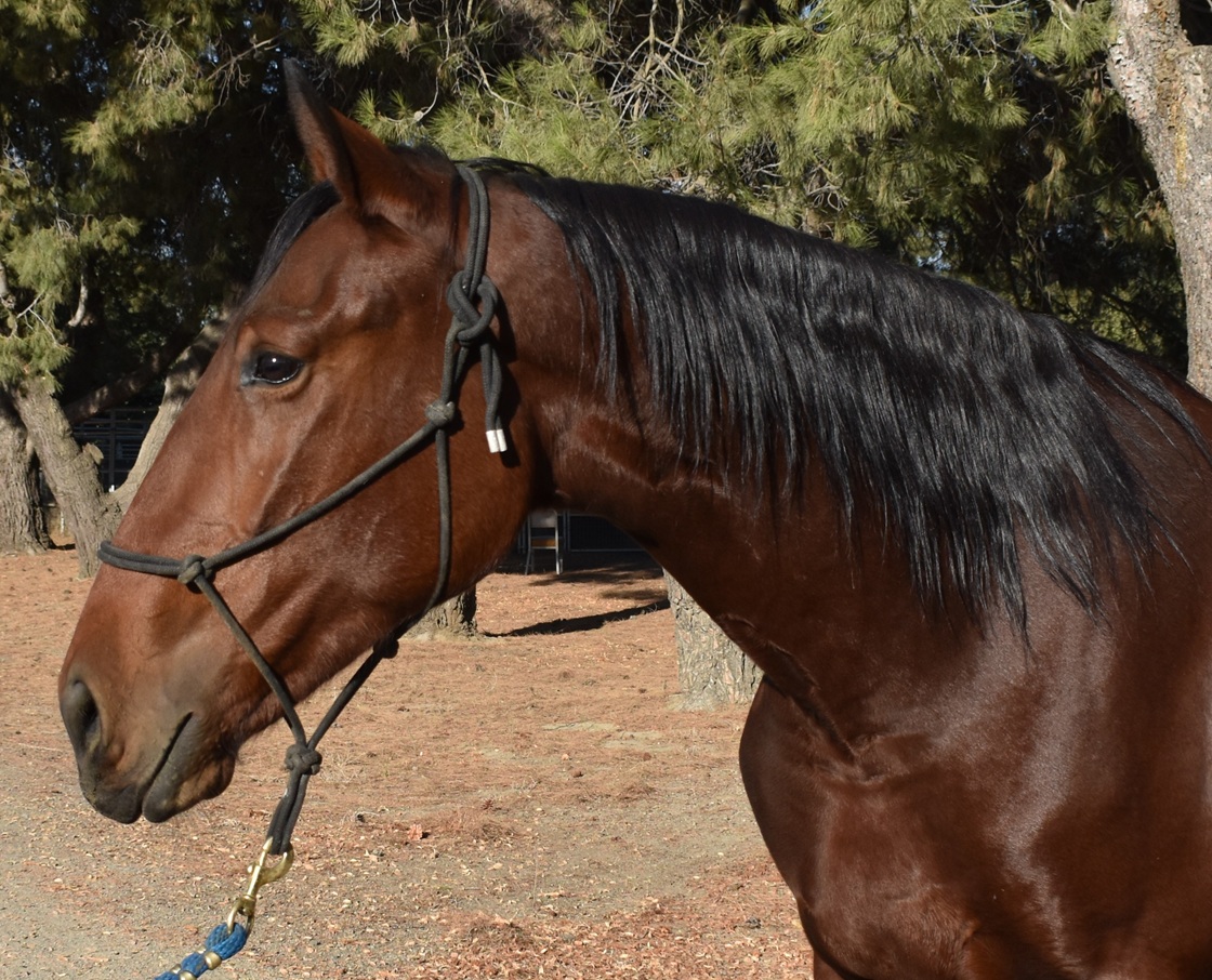 Headshot of bay mare, Petri, at 2 years old