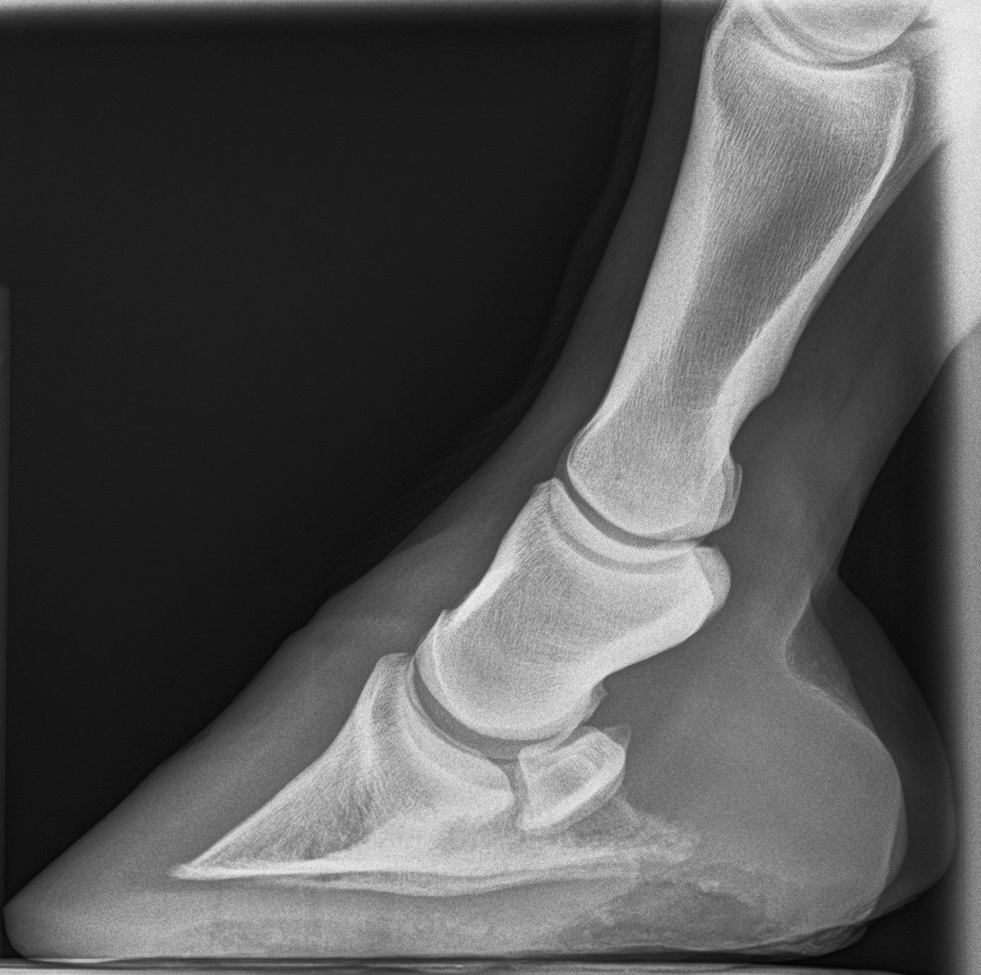 hoof X-ray