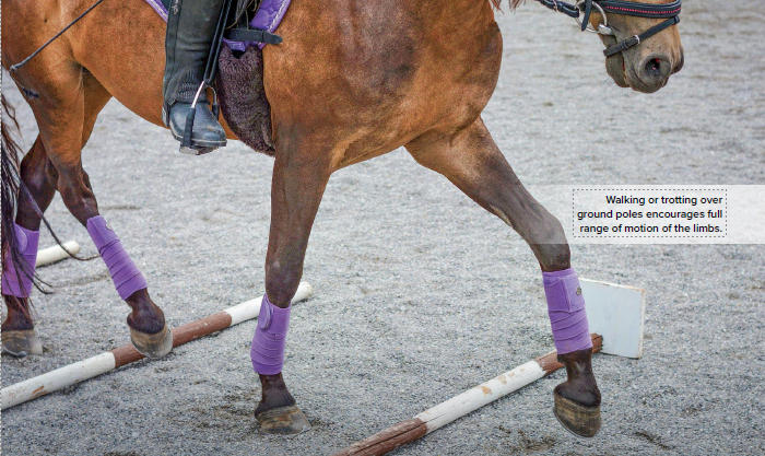 horse trotting over ground poles