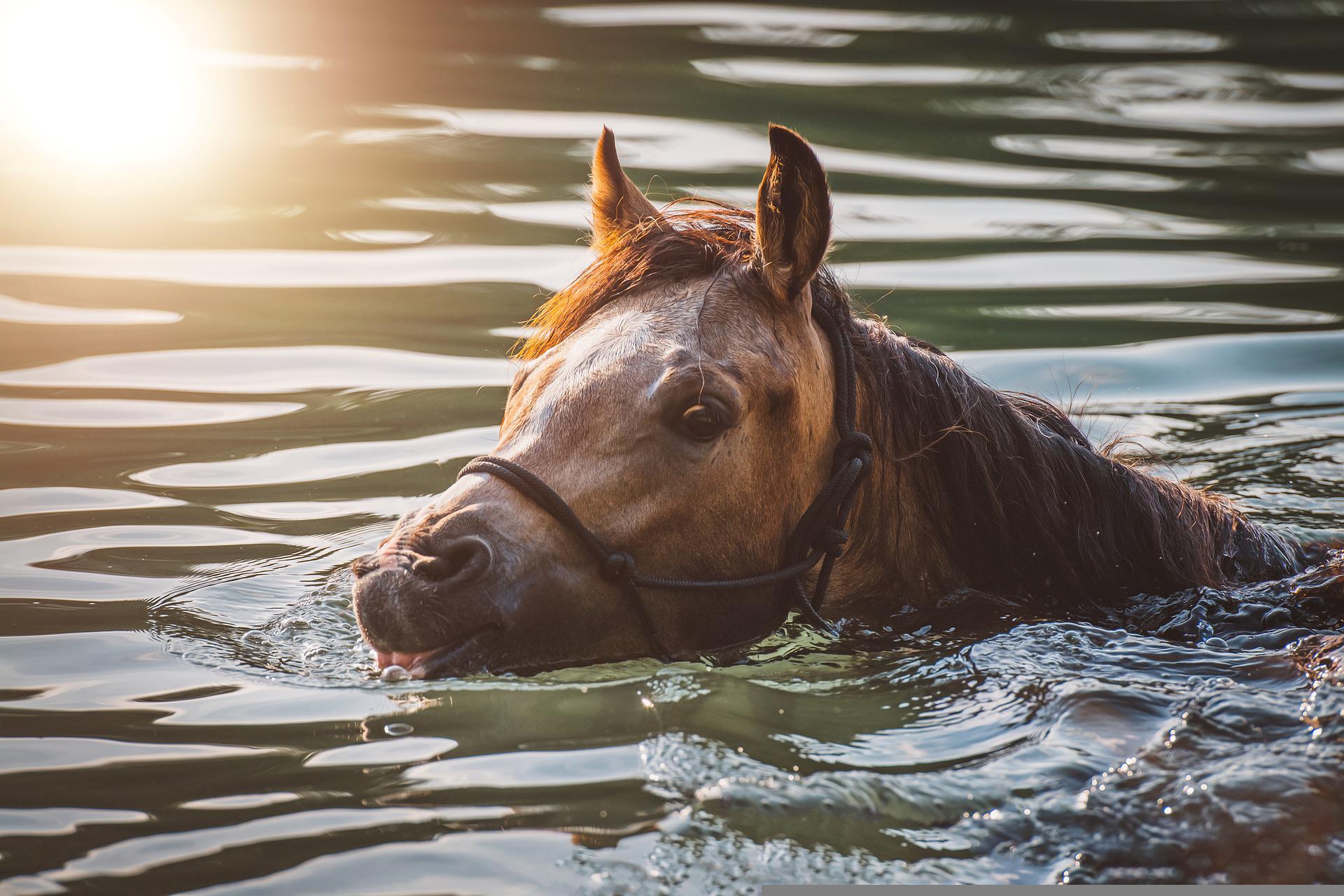 horse swimming
