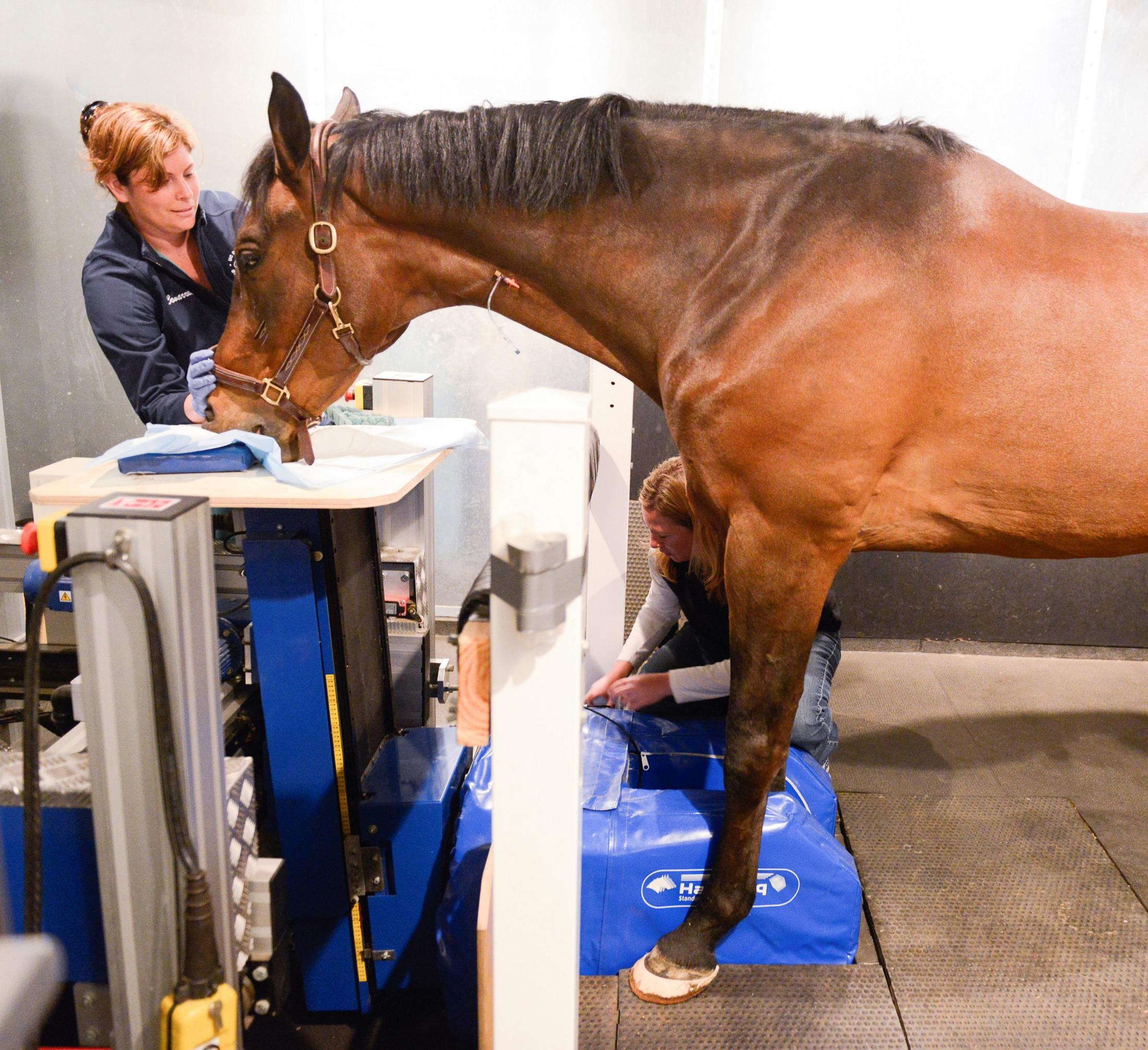 A horse undergoing a standing MRI