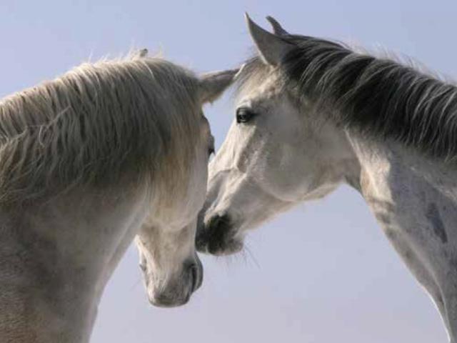 Profile of two gray horses
