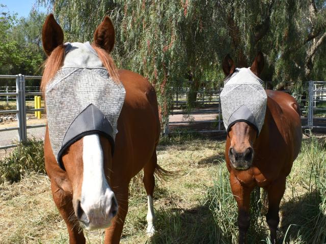 Horses wearing flymasks in the sunlight
