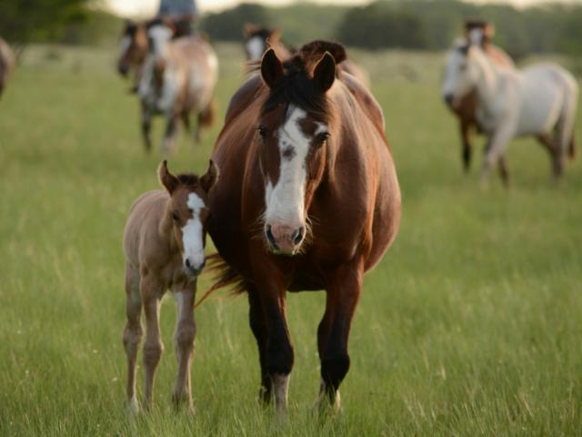 Mare and foal walking in a grass field.