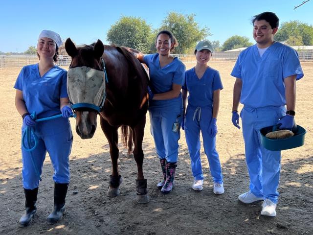 Four students standing in pasture with a CEH Teaching Horse