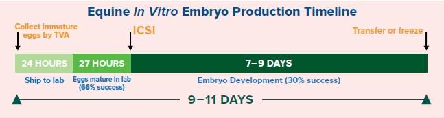 Image depicting approximate timeline for equine embryo production in a laboratory.
