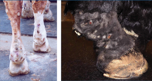 images of CPL in a draft horse and a Friesian