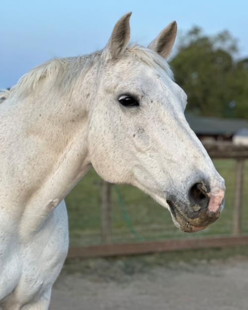Headshot of gray horse Cedar