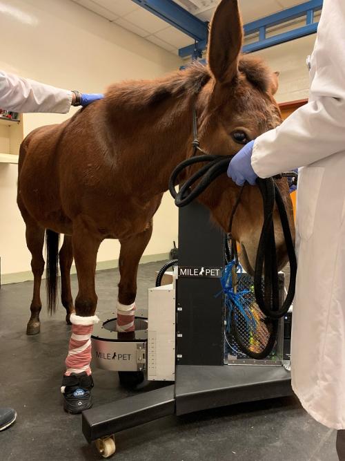 Jool the Mule undergoing a standing PET scan