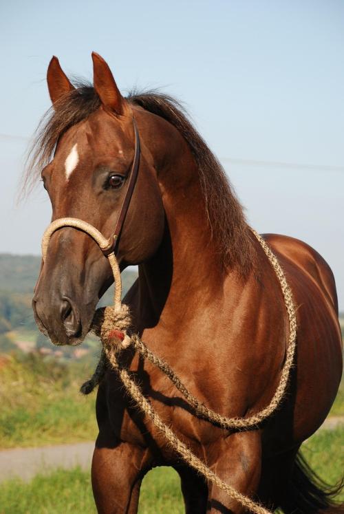 Image of a stallion