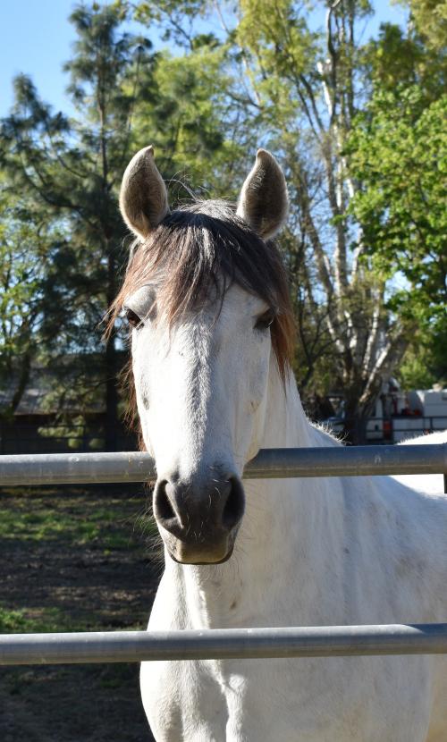 grey horse