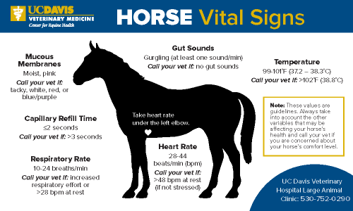 Horse Vital Signs card showing locations and normal parameters