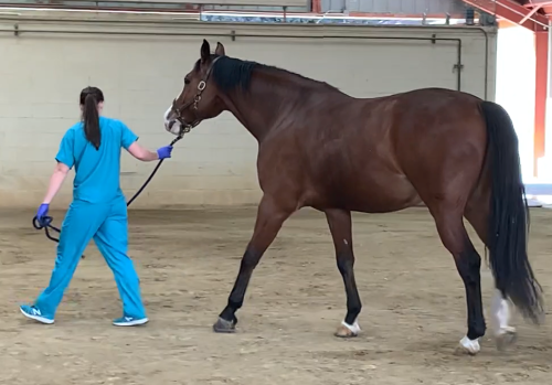 neuro exam - walk zigzag