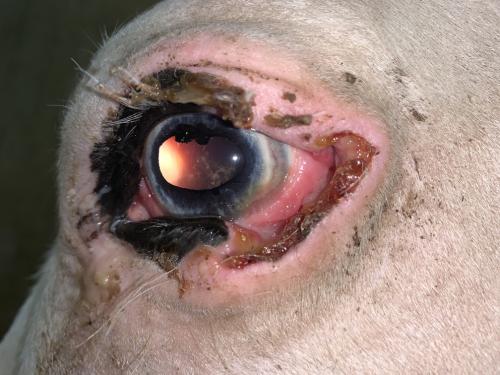 Squamous cell carcinoma of the eyelid on a light-colored horse