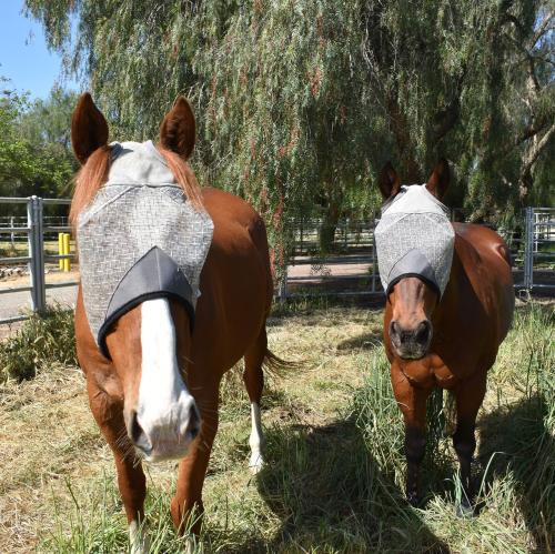 Horses wearing flymasks in the sunlight