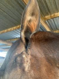 Sarcoids at the base of a horse's left ear