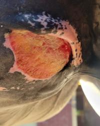 Squamous cell carcinoma on the inside of Cedar's thigh.