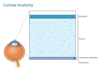 Drawing of the layers of the cornea.