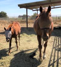 Achilles with CEH's 2019 colt, Cuervo