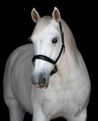 Gray horse with black background