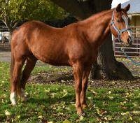 chestnut horse standing on grass