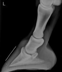 X-ray of a horse's hoof