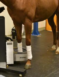 horse standing in equine PET scanner