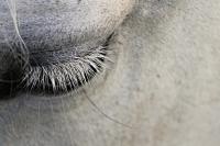 grey horse's eye